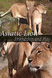 Asiatic Lion. Friendship and Play