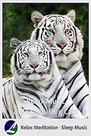 Relax Music & Beautiful Big Cats - Relax Meditation - Sleep Music