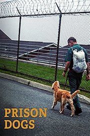 Prison Dogs