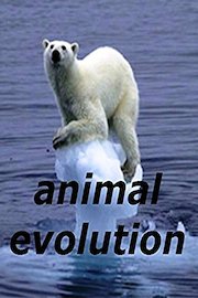 animal evolution
