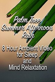 Palm Tree Summer Afternoon Rain 8 Hour Ambient Video for Sleep and Mind Relaxation