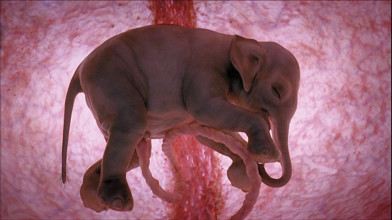 Animals In The Womb