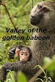 Valley of the golden baboon