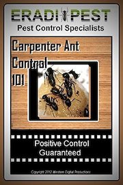 Carpenter Ant Pest Control 101