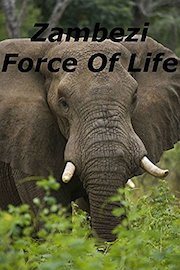 Zambezi Force Of Life