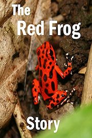 The Red Frog Story