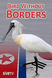Bird Without Borders
