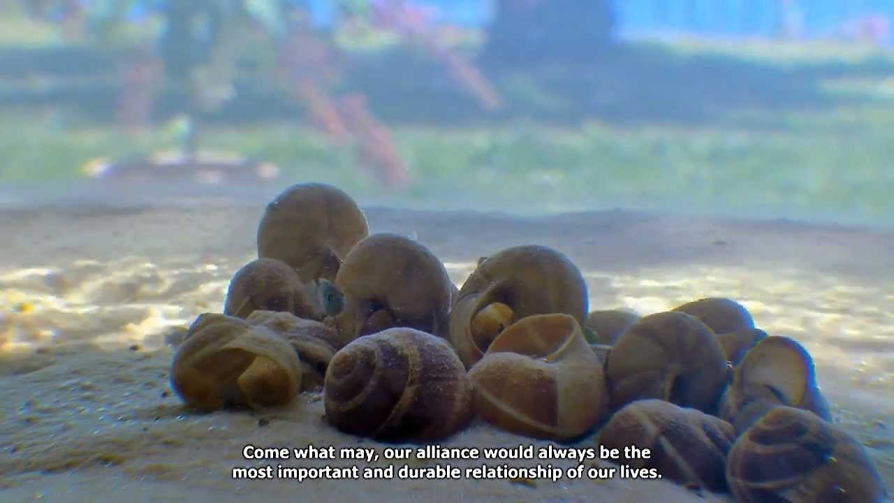 Battle of the Shells