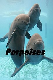Porpoises