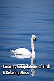 Amazing Compilations of Birds & Relaxing Music