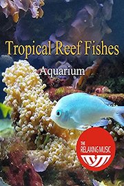 Tropical Reef Fishes Aquarium - The Relaxing Music