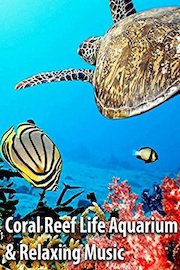 Coral Reef Life Aquarium & Relaxing Music