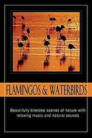 Flamingos and Waterbirds