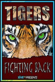 Tigers Fighting Back