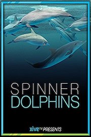 Spinner Dolphins
