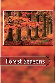 Forest Seasons