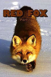 Red Fox: Part 1