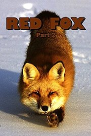 Red Fox: Part 2