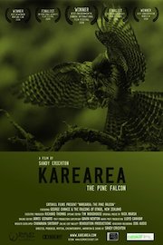 Karearea: the pine falcon