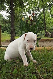 DOGO ARGENTINO THE ULTIMATE HUNTING AND HOUSE DOG