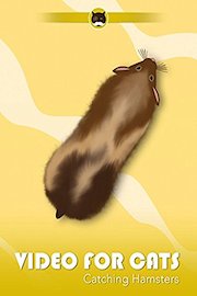 Video for Cats Catching Hamsters