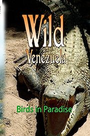 Wild Venezuela Birds in Paradise