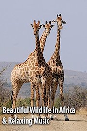Beautiful Wildlife in Africa & Relaxing Music