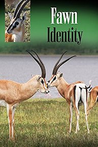 Fawn Identity