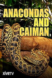Anacondas and Caiman
