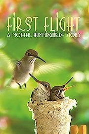 First Flight: A Mother Hummingbird's Story