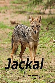 Jackal