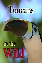 Toucans in the Wild