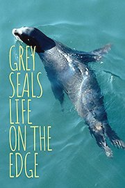 Grey Seals: Life on the Edge
