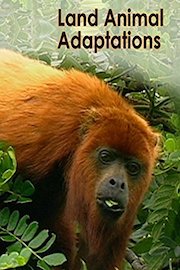 Land Animal Adaptations