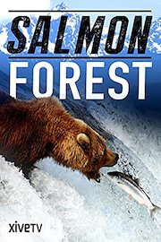 Salmon Forest