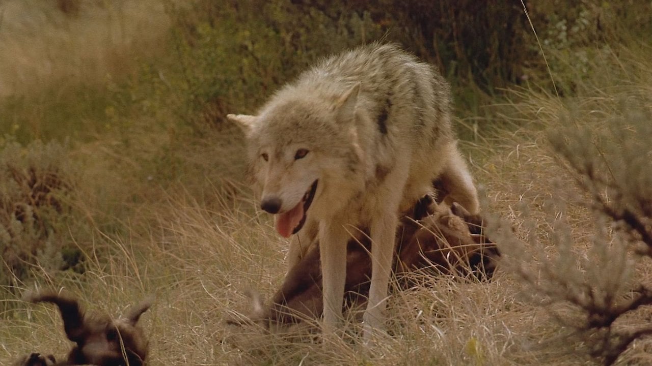 Wolves - As Seen in IMAX Theaters