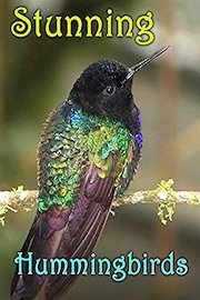 Stunning Hummingbirds