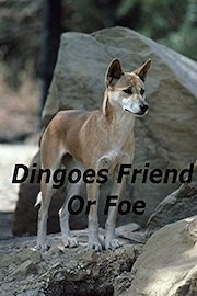 Dingoes Friend Or Foe