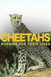 Cheetahs: Running for Their Lives