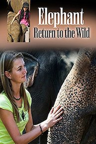 Elephant: Return to the Wild