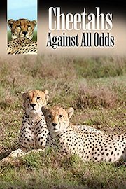 Cheetahs: Against All Odds