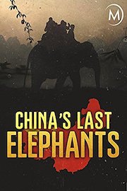 China's Last Elephants