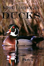 North American Ducks: Part 1