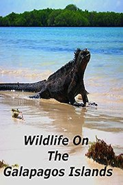 Wildlife On The Galapagos Islands