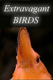 Extravagant Birds
