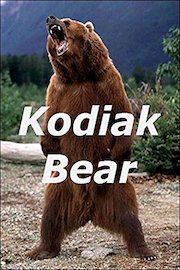 Kodiak Bear