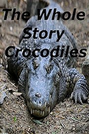 The Whole Story Crocodiles