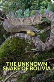 The Unknown Snake of Bolivia