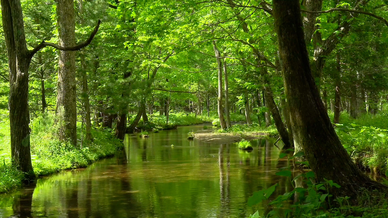 Heartwarming Scenery Heartwarming Phrases