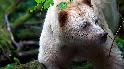 Wild Canada Season 1 Episode 1